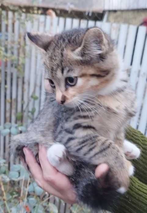 Кошка. Котенок. 3 месяца. Чистая. Здоровая.