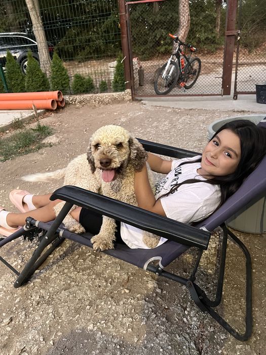 Кученца Lagotto Romagnolo