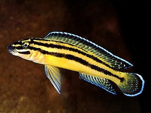 Julidochromis ornatus (Yellow Zaire)
 4-5 sm 5 ta para qoldi s