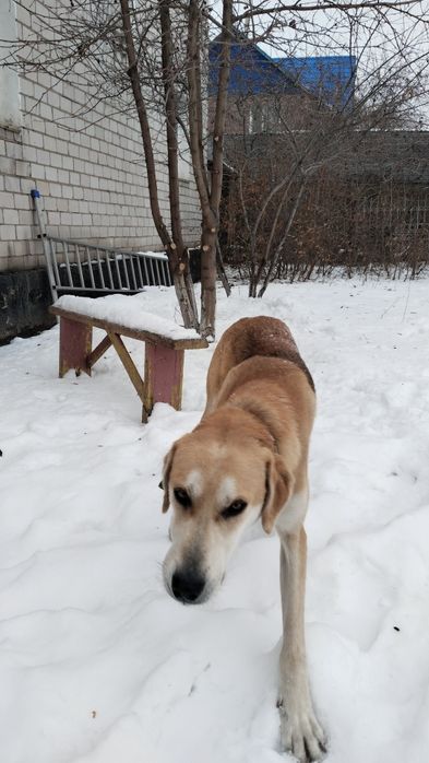 Пропала собака..