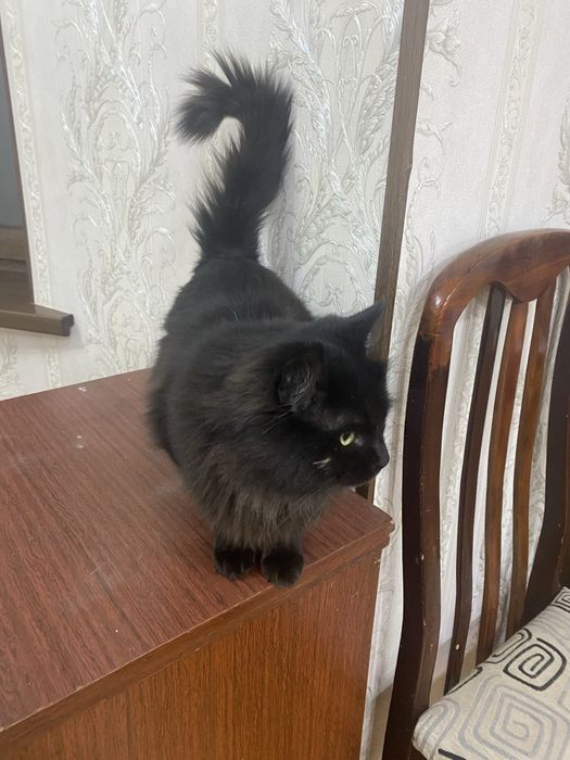 Кому пушистый, послушный кот нужен)? Kimga mushuk kere?

Тел: 99 989 2