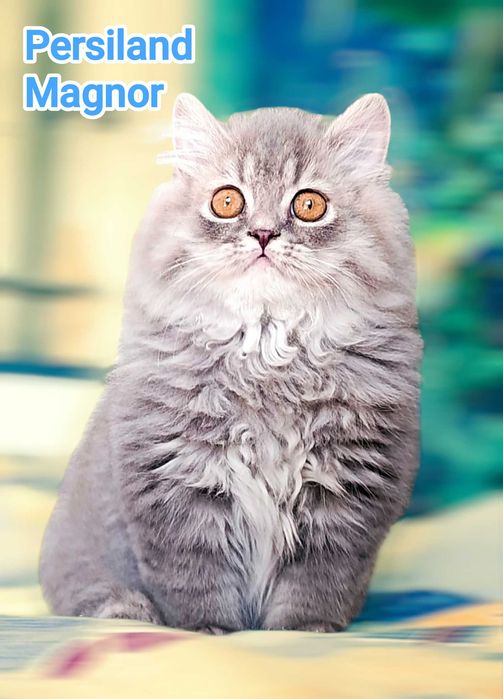 Pisica british longhair blue tabby