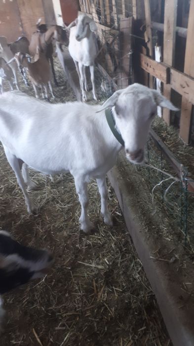 Породистые Молодые  Козочки до 1.5 года.