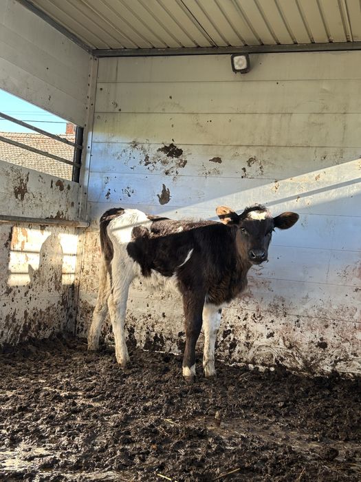 Vitei sugari de vanzare