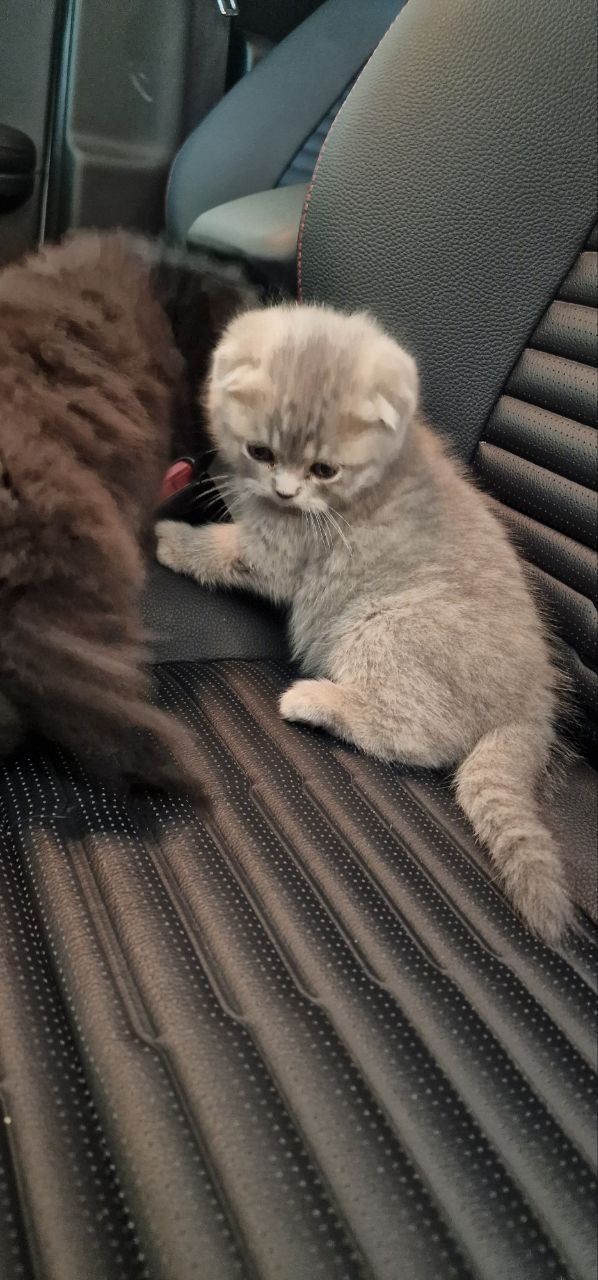 Чистокровные скотиш фолд