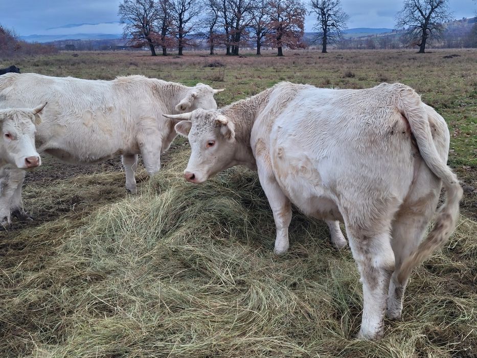 Juninci charolease si taur