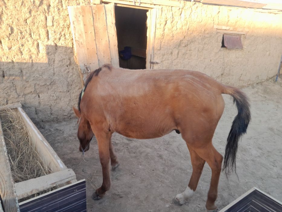 Тай сатылады еркек Атырау облысы Қызылқоға ауданы Мұқыр ауылында тұр