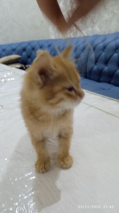 Mushuk aqilli o'ğil mushuk