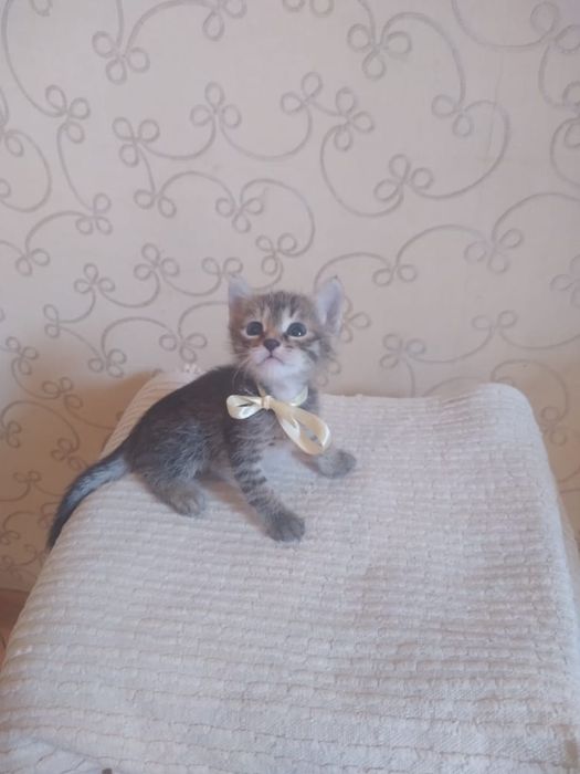 Отдам котят в добрую семью