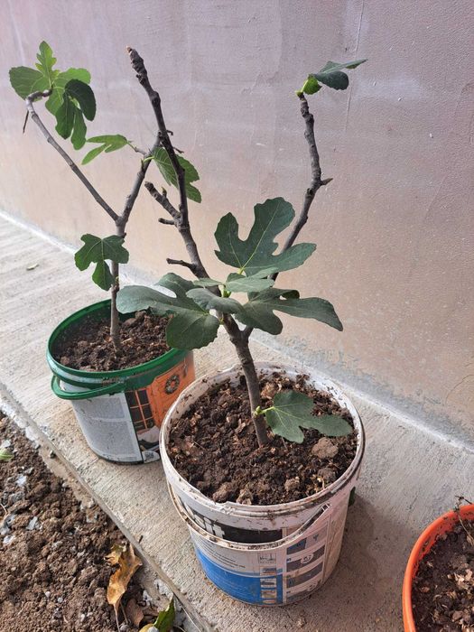 Smochin mov aclimatizat in Romania- Ghiveci