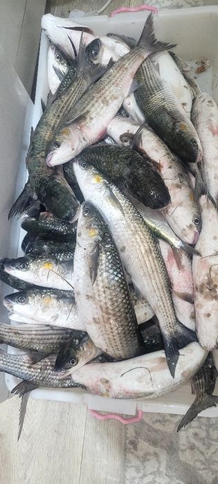 Каспийский кефаль