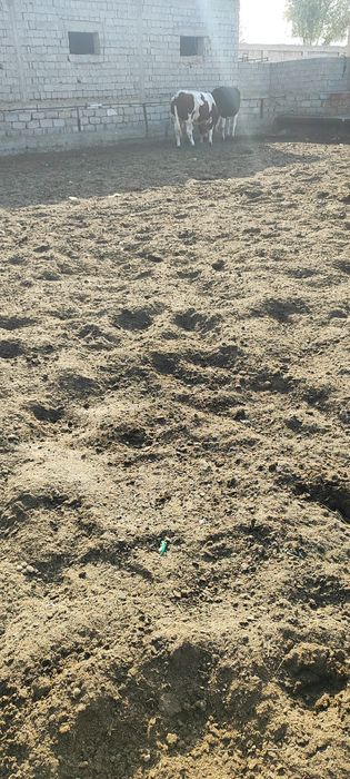 Mol goʻngi quritilgan бесплатно