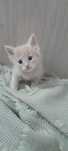 Котёнок мальчик 1,5 месяца
