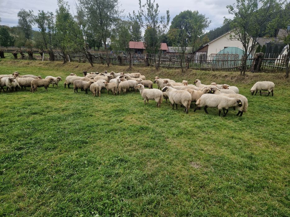 Oi țigăi de vanzare