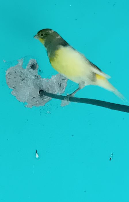 Vand.      canari  Orpheus