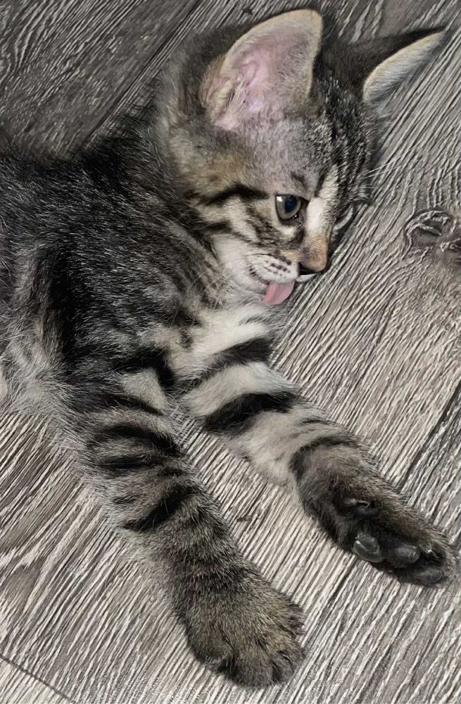 Малки котета!