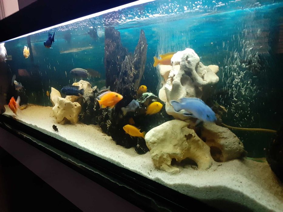 Acvariu 150x30x45 cu stand și toate accesoriile fără pesti.