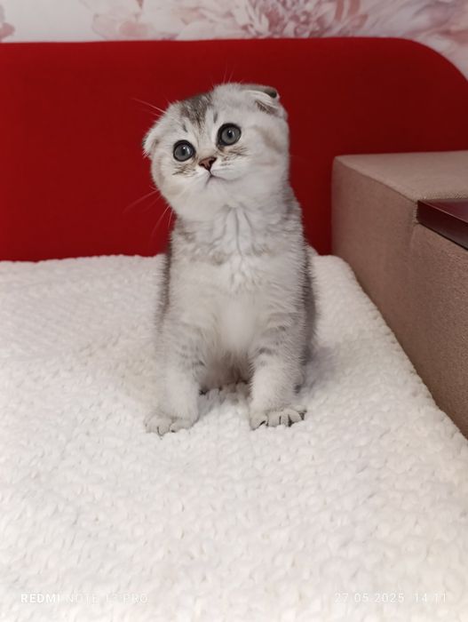 Scottish fold chinchila silver