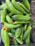 Продам домашние огурцы