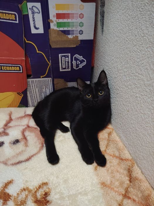 Отдам в хорошие руки девочка