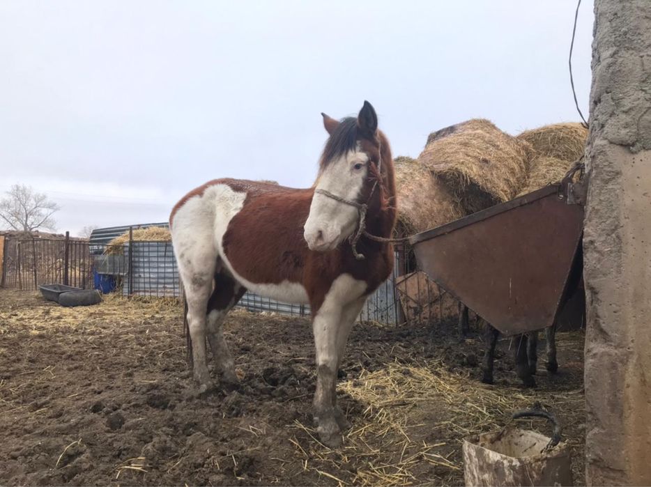 Продам жирную кобылу