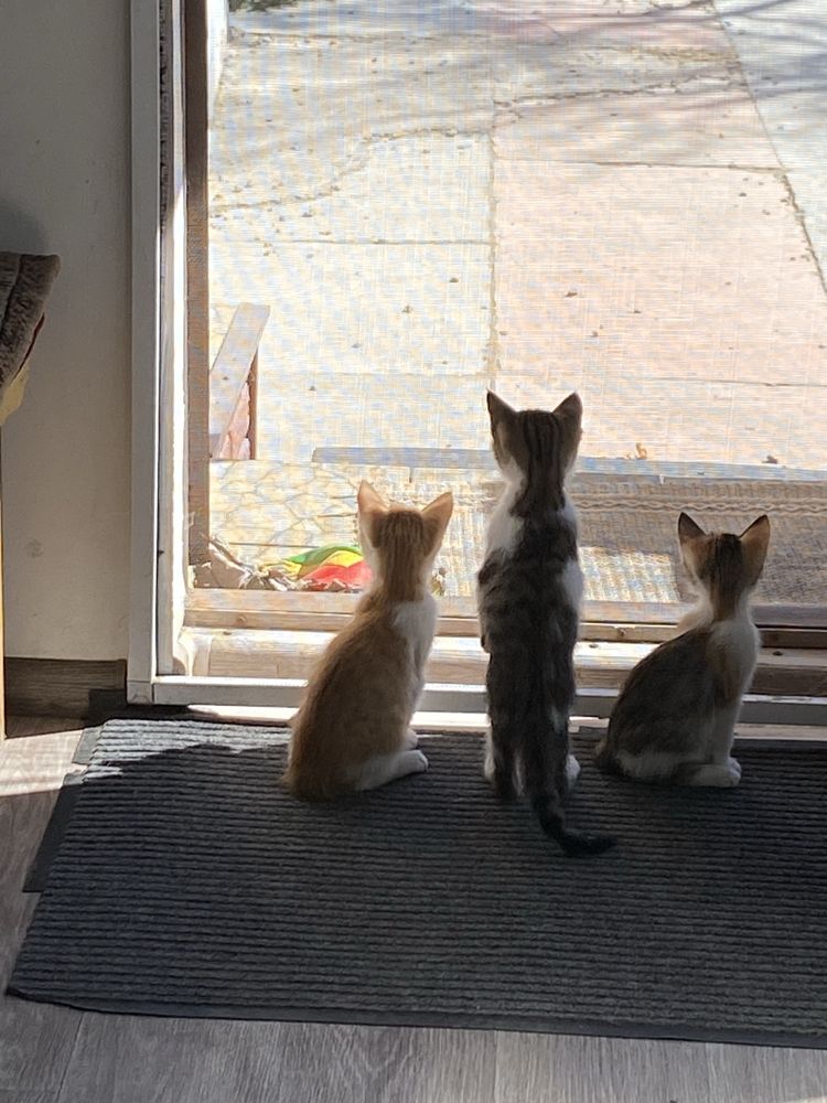 Отдам котят. Даром.