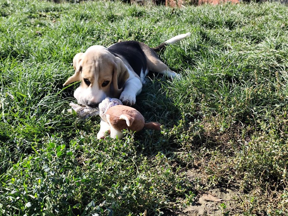 Pui beagle cu pedigree