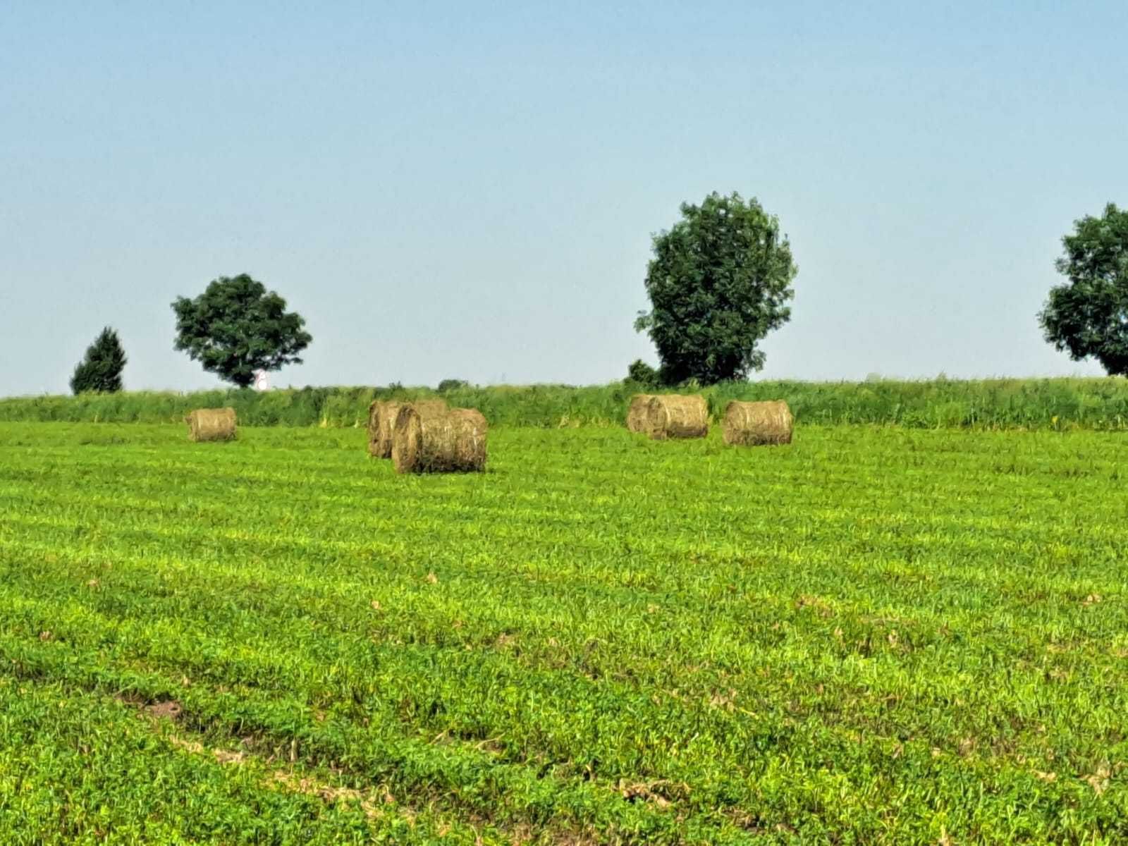 Vând baloți lucernă producția 2025
