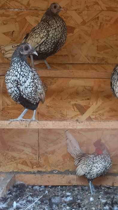 Сибраит 2+1 семейка