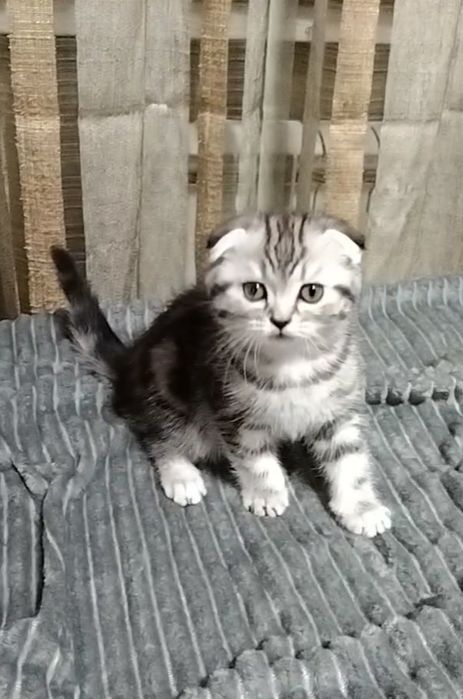 Шикарная девочка Фолдик.