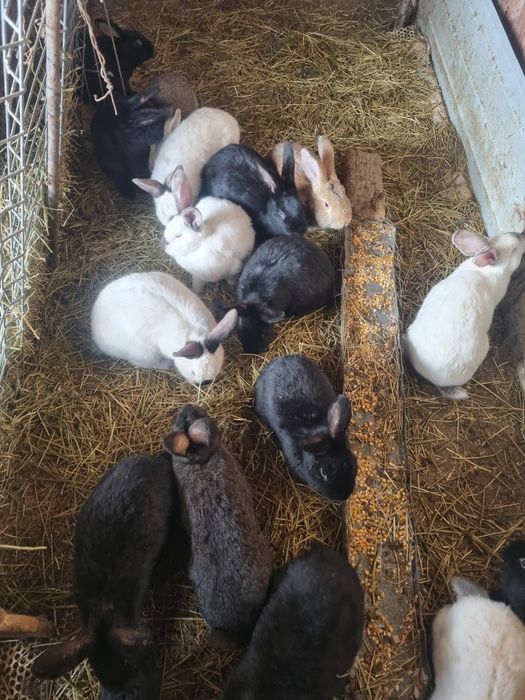 Vând iepuri rasă comuna