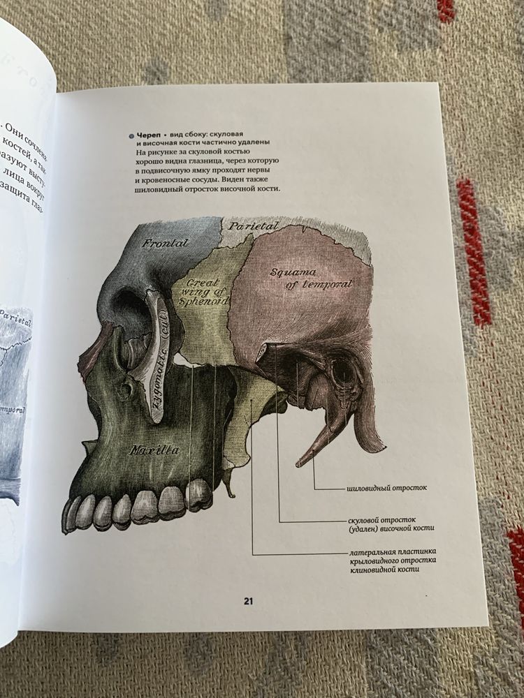 Книга Анатомия с иллюстрациями из «Анатомии Грея»