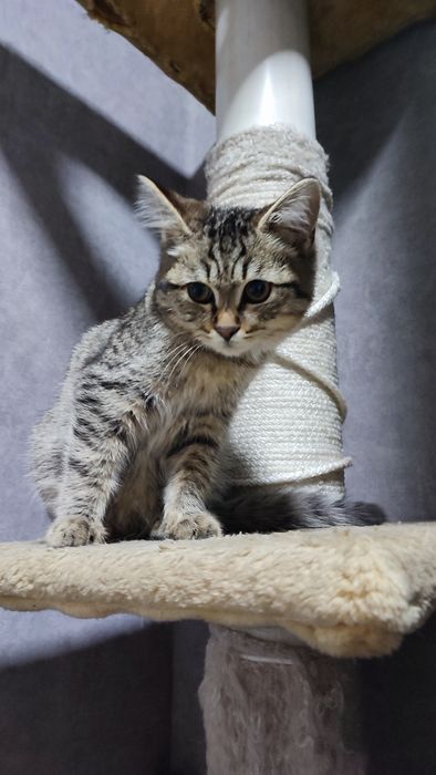 Котенок ищет дом