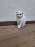Котята породы Скоттиш страйт - серого цвета и мать турецкая ангора