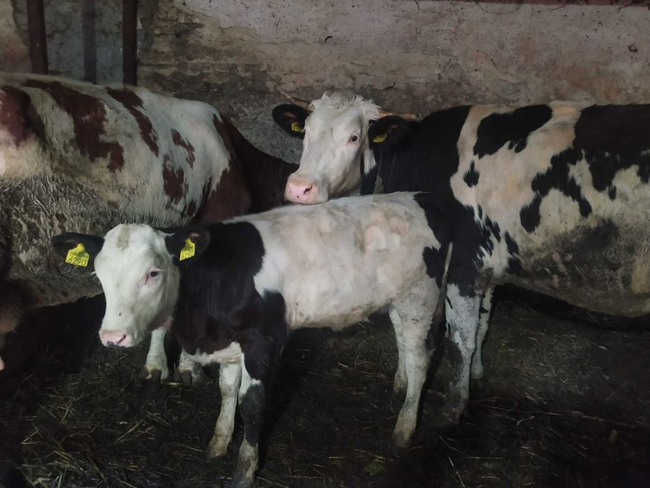 Vaca si vitea de vanzare (prima fatare)