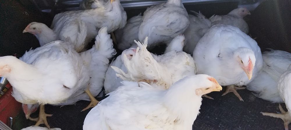 Urgent pui albi  de  carne