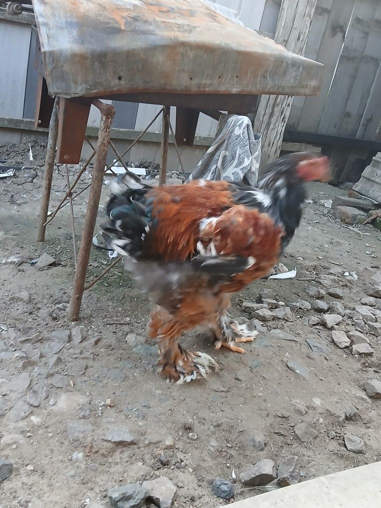 Brahma Porțelan 200 Lei