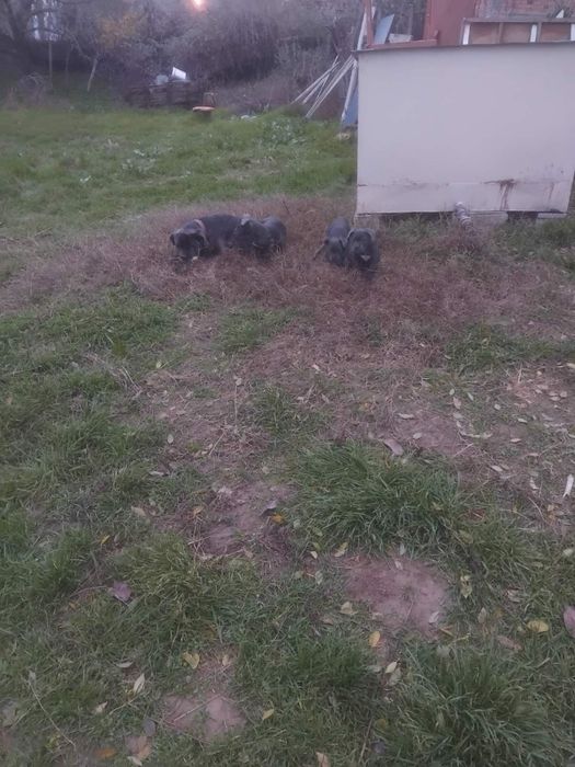 Кане корсо кученца