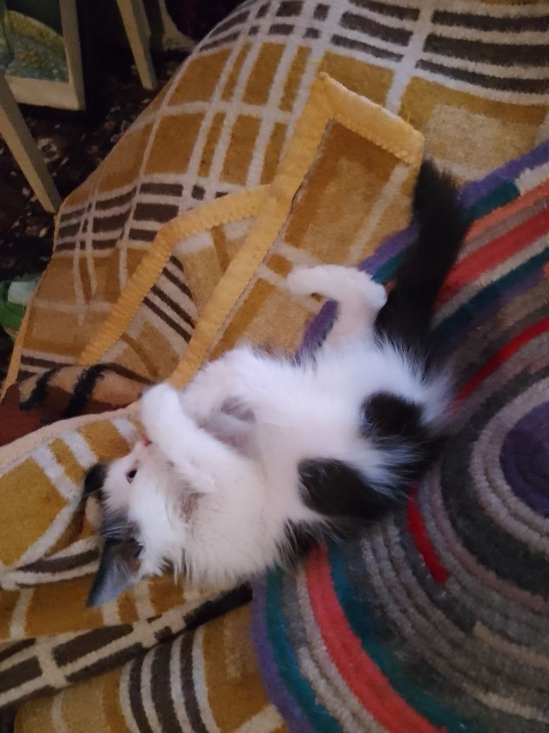Прелестный умный котёнок