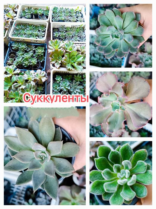 Суккуленты - многолетние домашние растения по 800 тг  . Большой выбор