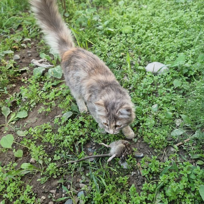 Котенок продается