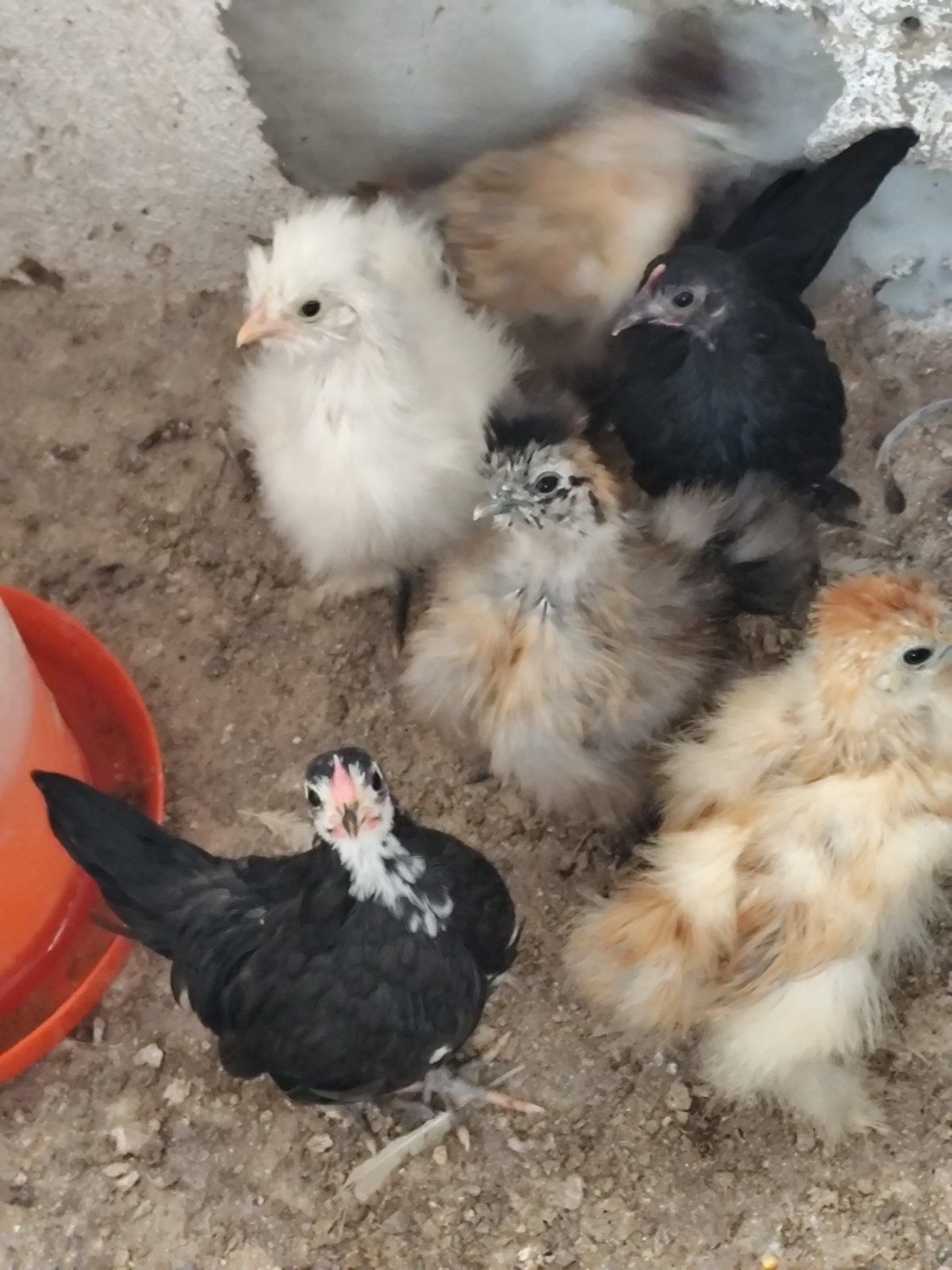 Продавам Копринки