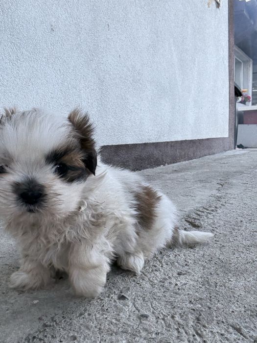 Vand mascul Shih Tzu 8 saptamani