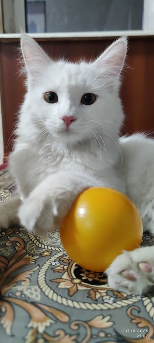 турецкая ангора 8 месяц девочка