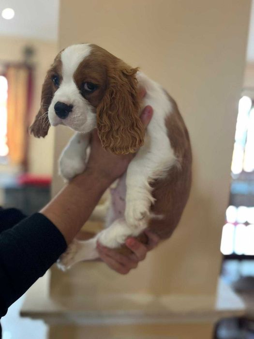 Pui Cavalier King Charles Spaniel Blenheim