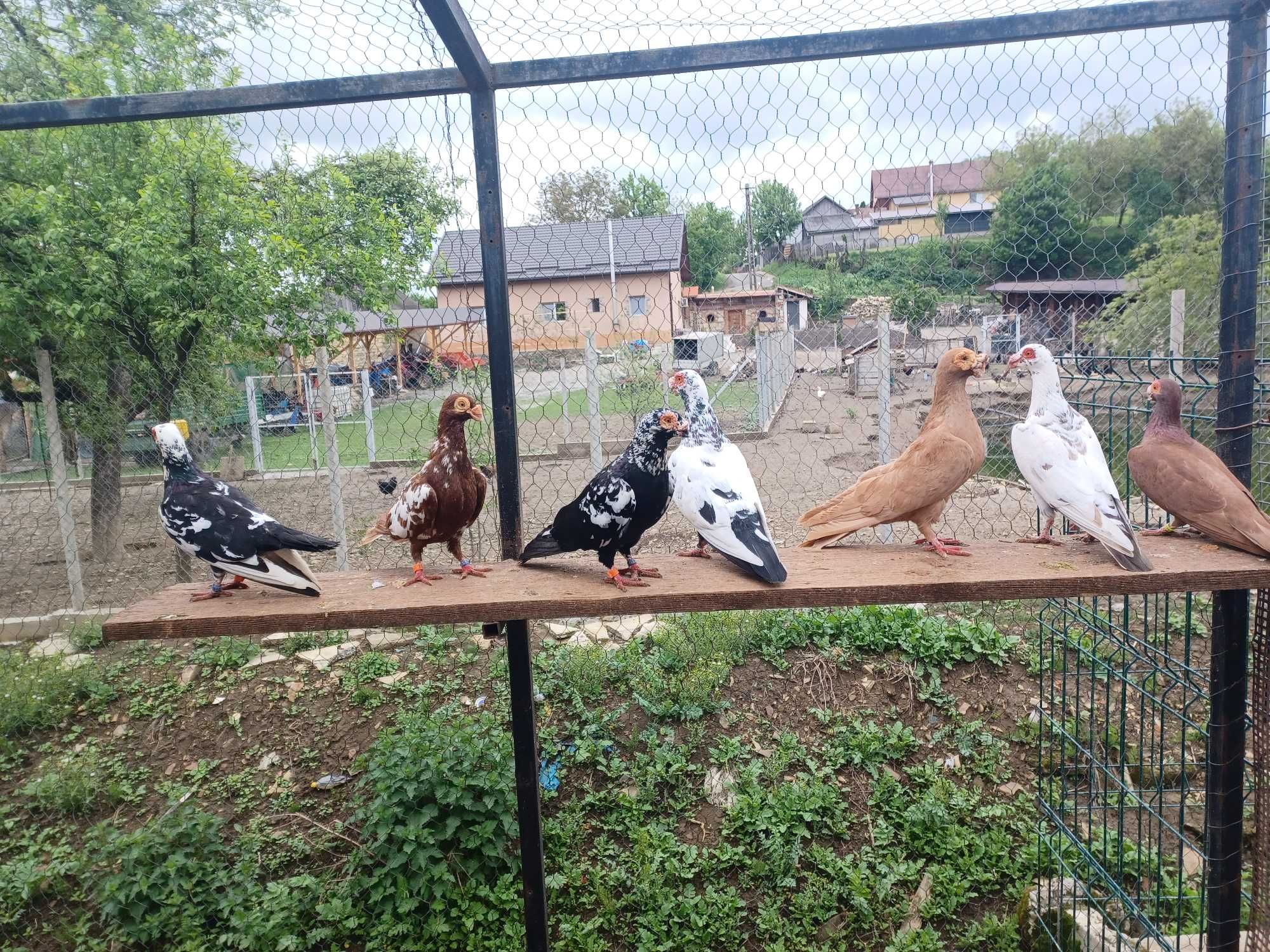 Carunculat de Oradea