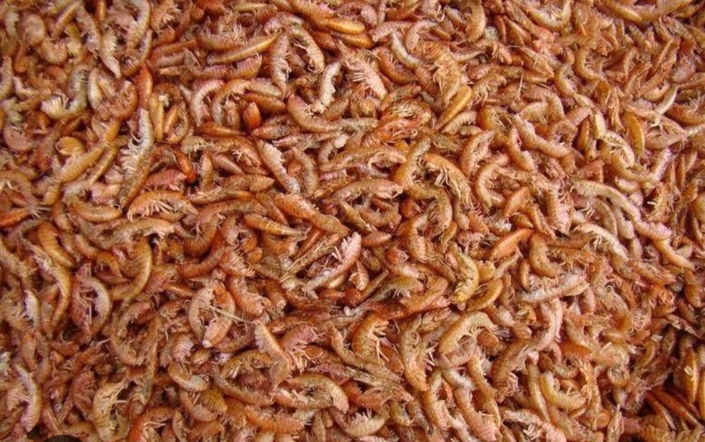 Гамариус российский,оптом и в розницу