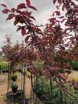 Prunus cerasifera nigra/ corcodus rosu ornamental