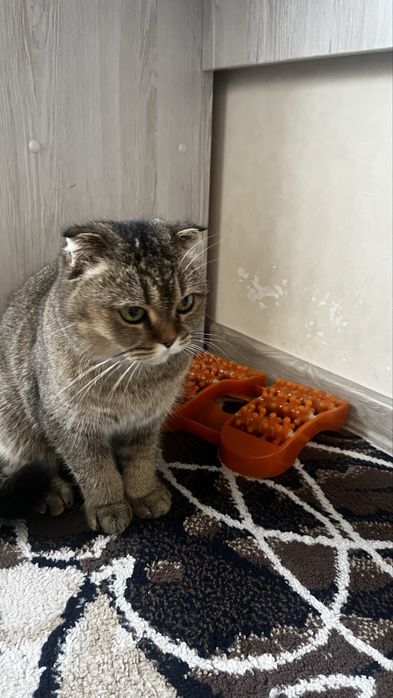 Britanskaya shinshilla sotiladi