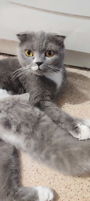 Продается котенок скотиш-страйт.